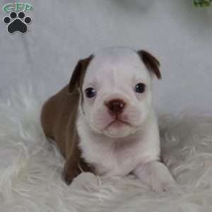 Bugg, Boston Terrier Puppy